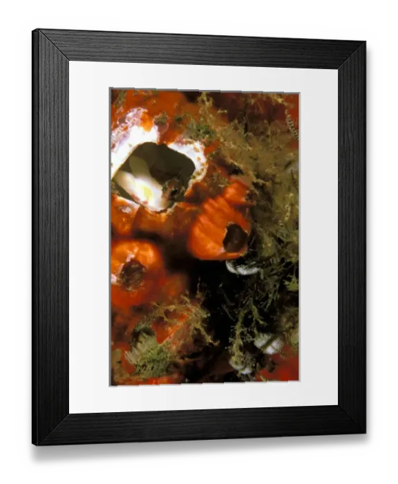 Framed Print : Caribbean, Costa Rica, Cocos Island. Blanney in barnacle