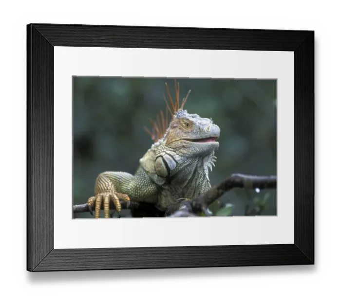 Framed Print : Central America, Costa Rica Framed Print : Central America, Costa Rica