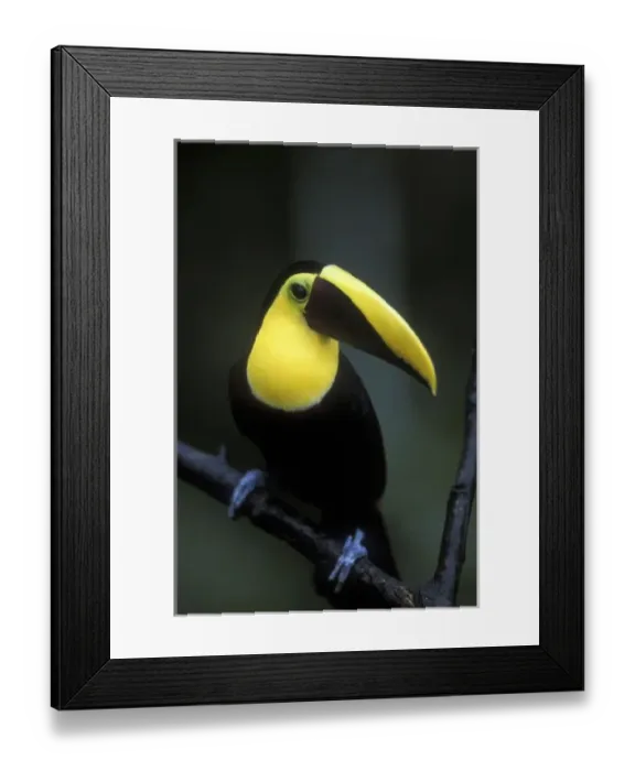 Framed Print : Costa Rica, Alajuela Province, Chestnut Mandibled Toucan (Ramphastos swainsonii) Framed Print : Costa Rica, Alajuela Province, Chestnut Mandibled Toucan (Ramphastos swainsonii)