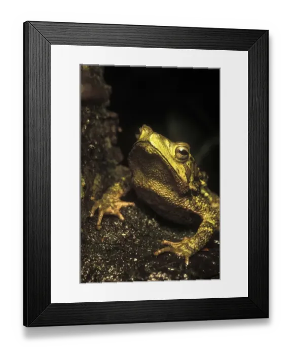 Framed Print : Central America, Costa Rica Framed Print : Central America, Costa Rica