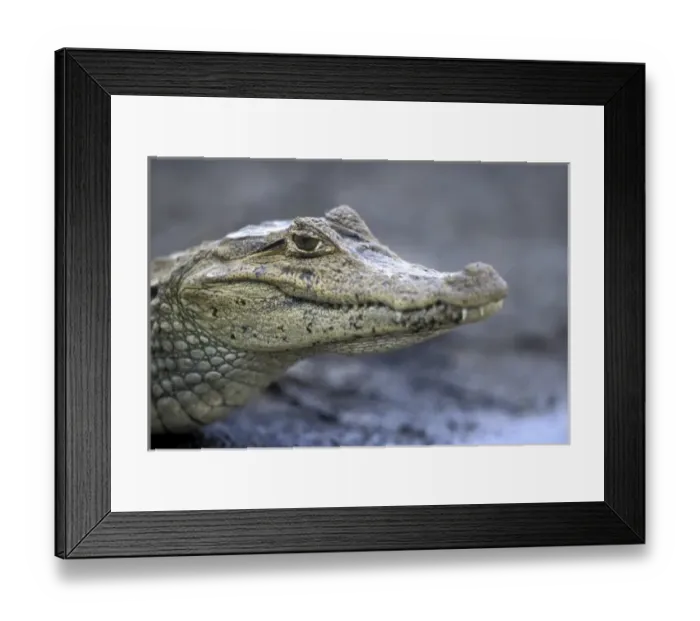 Framed Print : Costa Rica, CaA o Negro Wildlife Refuge, Spectacled Caiman (Caiman crocodilus) rests Framed Print : Costa Rica, CaA o Negro Wildlife Refuge, Spectacled Caiman (Caiman crocodilus) rests
