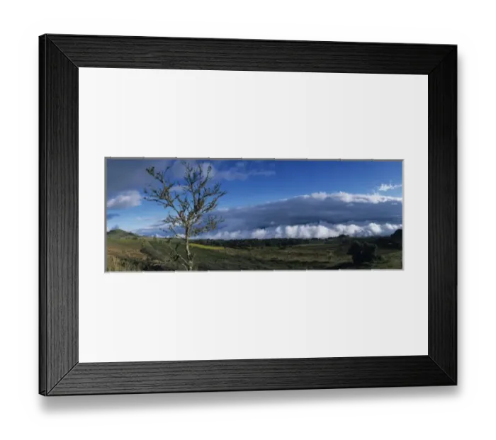 Framed Print : Central America, Costa Rica, Cartago Province, Setting sun lights moss-covered tree Framed Print : Central America, Costa Rica, Cartago Province, Setting sun lights moss-covered tree