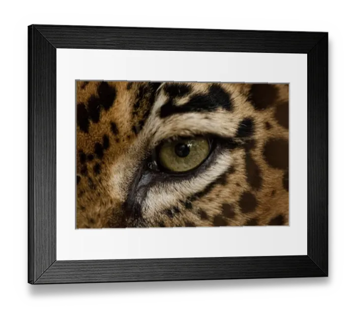 Framed Print : Costa Rica, Guanacaste Province, Captive Jaguar (Felis onca) at Las Pumas Research Center
