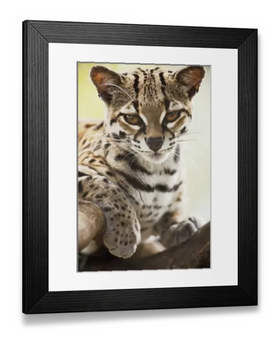 Framed Print : Central America, Costa Rica Framed Print : Central America, Costa Rica