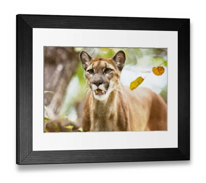 Framed Print : Central America, Costa Rica Framed Print : Central America, Costa Rica