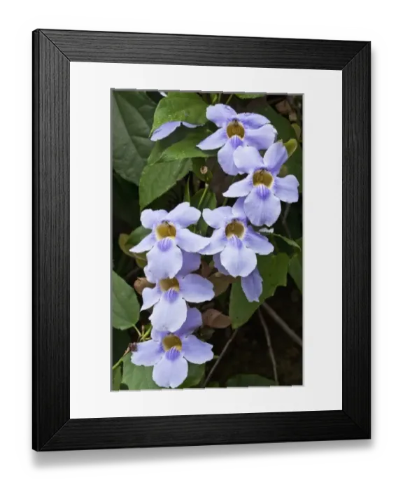 Framed Print : Costa Rica, Alajuela, Close-up of purple flowers on slopes of Poas Volcano Framed Print : Costa Rica, Alajuela, Close-up of purple flowers on slopes of Poas Volcano