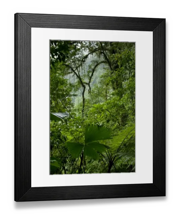 Framed Print : Costa Rica, La Fortuna, Rainforest along Fortuna River