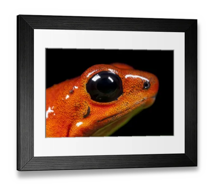 Framed Print : Costa Rica, La Fortuna, Strawberry Poison-dart Frog (Oendrobates pumilio) in captivity Framed Print : Costa Rica, La Fortuna, Strawberry Poison-dart Frog (Oendrobates pumilio) in captivity