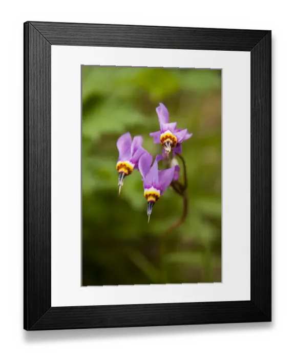 Framed Print : USA, North America, Alaska