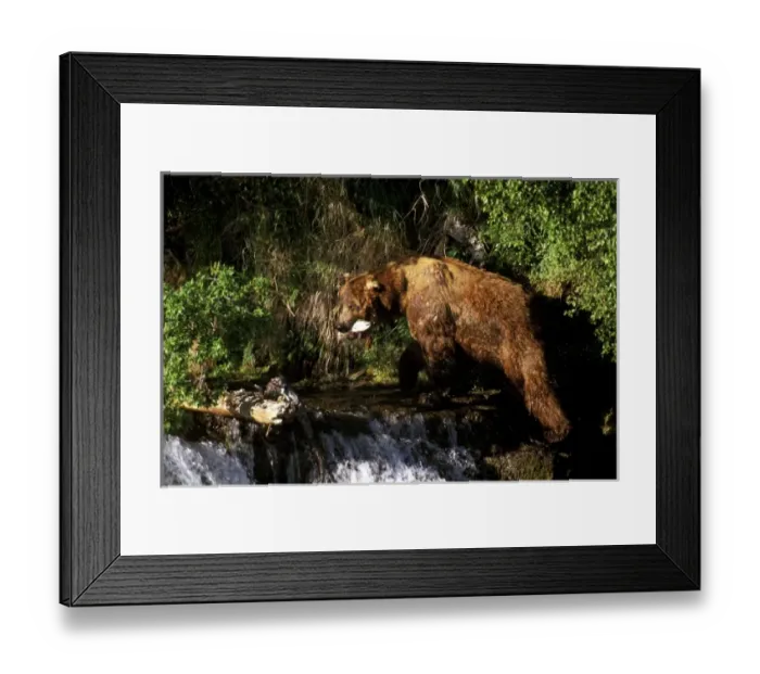Framed Print : North America, Alaska, Katmai National Park. Grizzly Bear (Ursus arctos) eating freshly Framed Print : North America, Alaska, Katmai National Park. Grizzly Bear (Ursus arctos) eating freshly