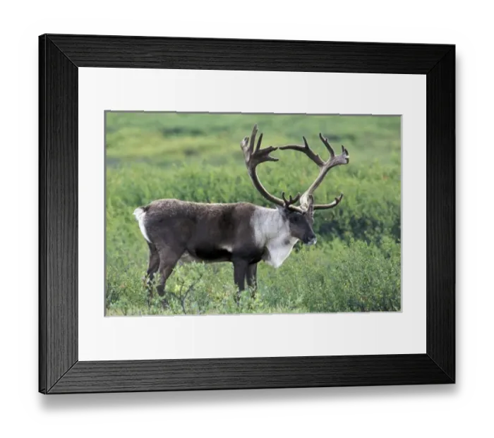 Framed Print : USA, North America, Alaska Framed Print : USA, North America, Alaska