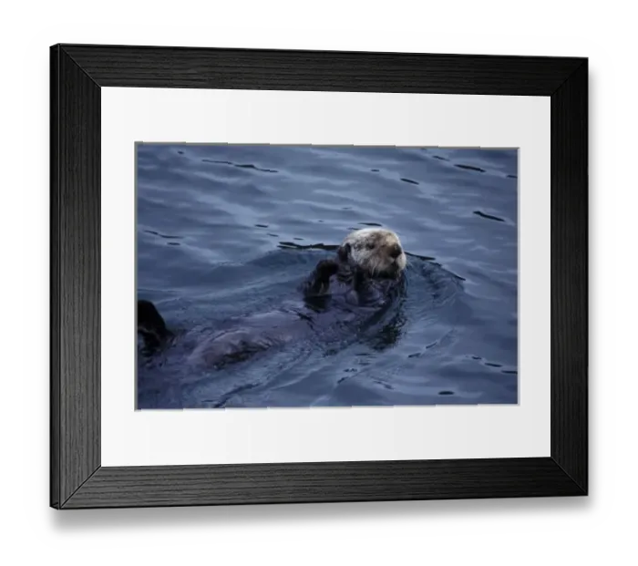 Framed Print : North America, USA, Alaska, Glacier Bay National Park. Otter Framed Print : North America, USA, Alaska, Glacier Bay National Park. Otter