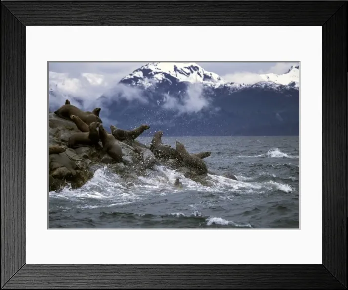 Framed Print : North America, USA, Alaska, Glacier Bay. Stelar Sea Lions (Eumetopias jubatus) Framed Print : North America, USA, Alaska, Glacier Bay. Stelar Sea Lions (Eumetopias jubatus)