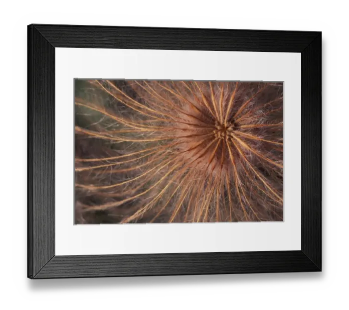 Framed Print : North America, USA, Alaska, ANWR. Open seed pod of arctic wildflower Framed Print : North America, USA, Alaska, ANWR. Open seed pod of arctic wildflower