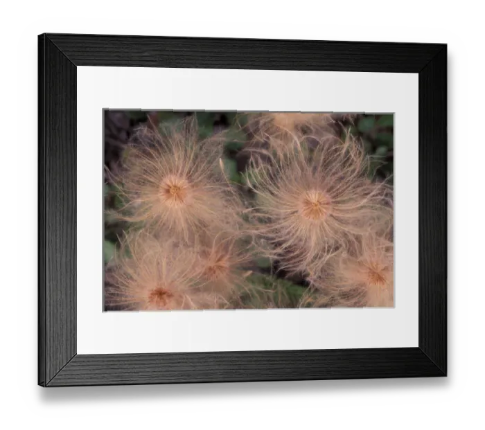 Framed Print : North America, USA, Alaska, ANWR. Open seed pod of arctic wildflower
