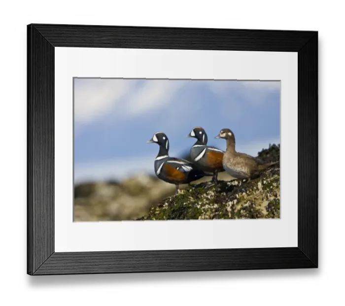 Framed Print : Unknown. North America, USA, Alaska, Glacier Bay National Park Framed Print : Unknown. North America, USA, Alaska, Glacier Bay National Park