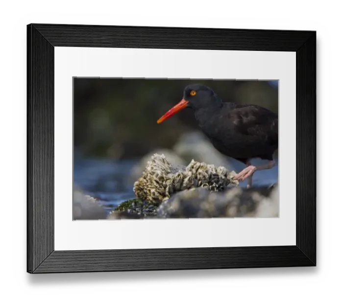 Framed Print : USA, Alaska, Glacier Bay National Park, Black Oystercatcher, intertidal, barnacles Framed Print : USA, Alaska, Glacier Bay National Park, Black Oystercatcher, intertidal, barnacles