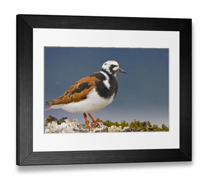 Framed Print : USA, Alaska, Ruddy Turnstone, breeding plumage