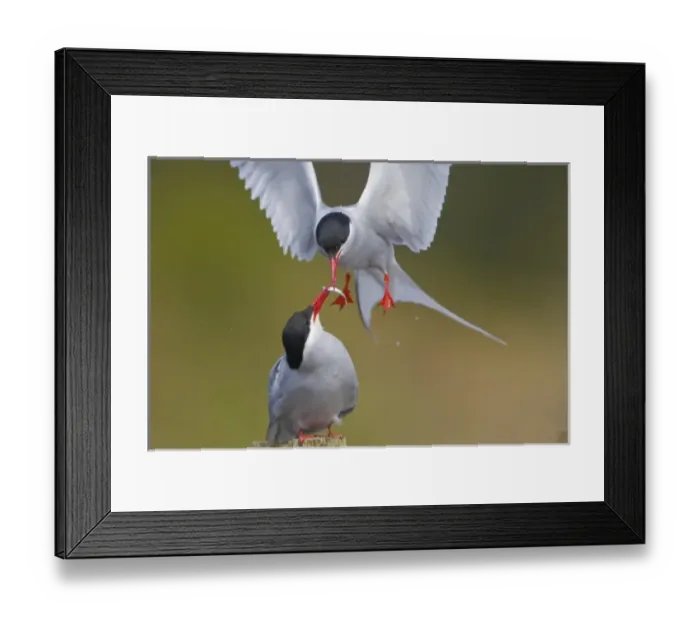 Framed Print : USA, Alaska, Arctic Tern, male, female, Male feeding female in courting behavior