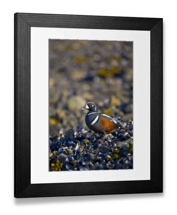 Framed Print : USA, Alaska, Glacier Bay National Park, Harlequin Duck, male, intertidal, mussels