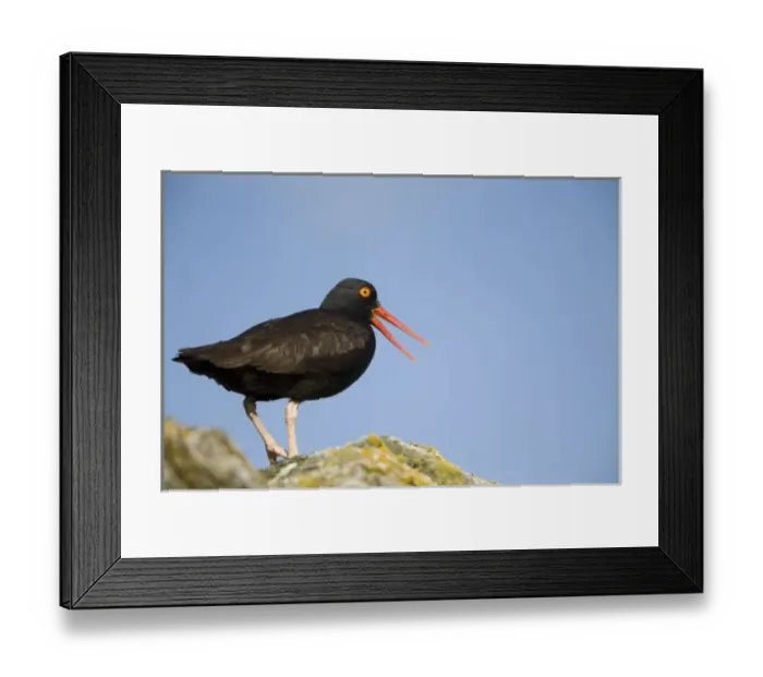 Framed Print : USA, North America, Alaska Framed Print : USA, North America, Alaska