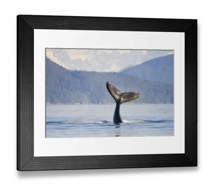 Framed Print : USA, Alaska, Icy Strait. Humpback Whale calf playfully flips its tail Framed Print : USA, Alaska, Icy Strait. Humpback Whale calf playfully flips its tail