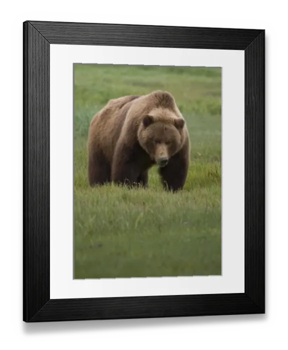 Framed Print : USA, North America, Alaska Framed Print : USA, North America, Alaska