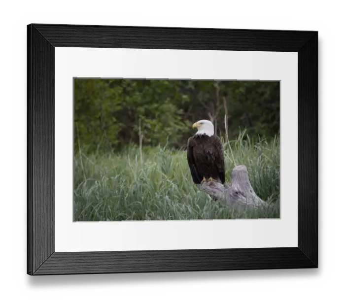 Framed Print : Bald Eagle sitting on a stump along a beach in Katmai National Park, Alaska Framed Print : Bald Eagle sitting on a stump along a beach in Katmai National Park, Alaska