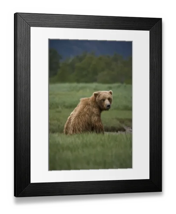 Framed Print : Grizzly bear siting in a green grassy meadow, looking over its shoulder at the camera Framed Print : Grizzly bear siting in a green grassy meadow, looking over its shoulder at the camera