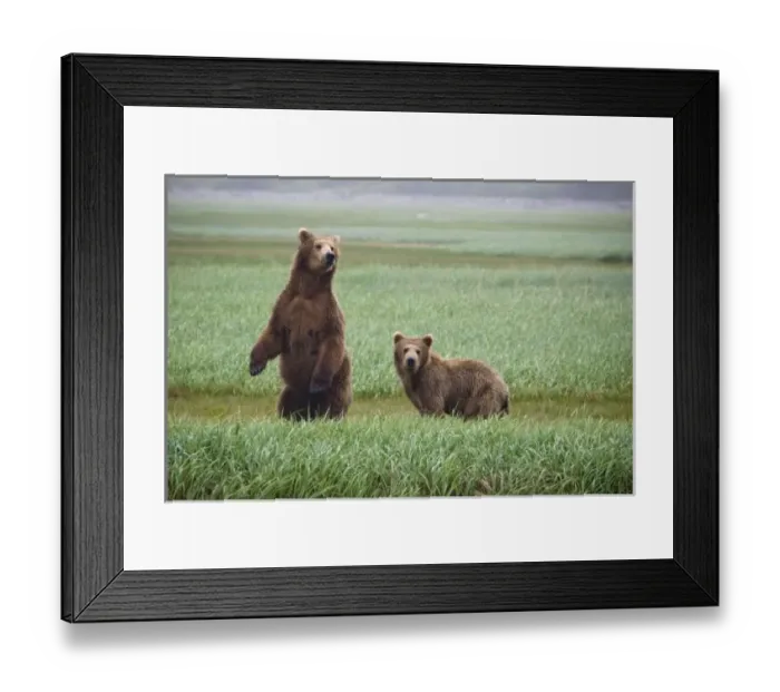 Framed Print : USA, North America, Alaska