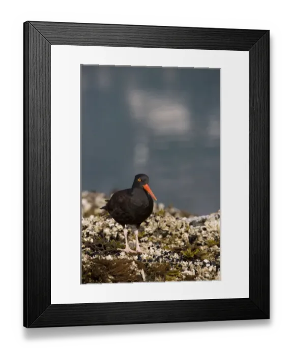 Framed Print : USA, North America, Alaska