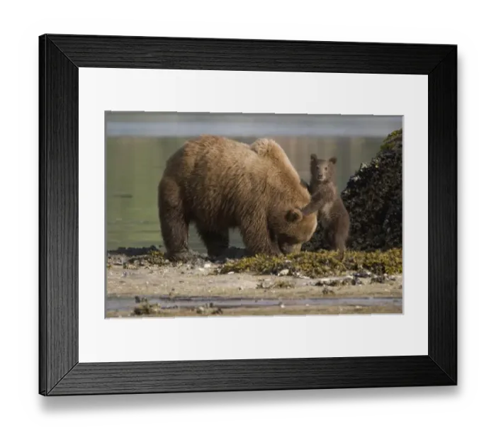 Framed Print : Grizzly bear cub standing next to its mother on a beach in Geographic Harbor, Katmai National Park Framed Print : Grizzly bear cub standing next to its mother on a beach in Geographic Harbor, Katmai National Park