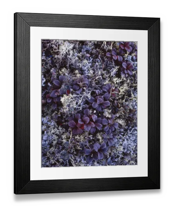 Framed Print : USA, Alaska, Fall Colors, Tundra Plants, Denali National Park Framed Print : USA, Alaska, Fall Colors, Tundra Plants, Denali National Park