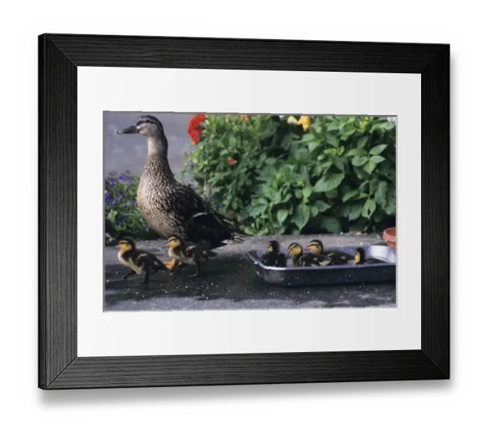 Framed Print : Mallard Duck hen, chicks and planted flowers, Ketchikan, Alaska Framed Print : Mallard Duck hen, chicks and planted flowers, Ketchikan, Alaska