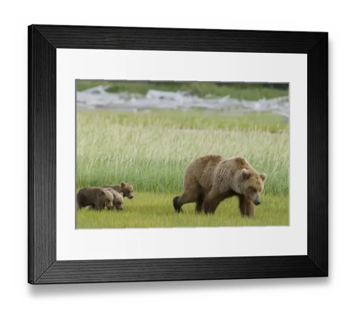 Framed Print : USA, North America, Alaska