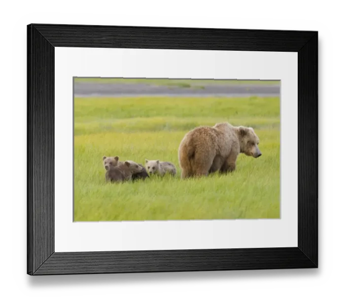 Framed Print : USA, North America, Alaska Framed Print : USA, North America, Alaska