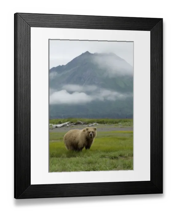 Framed Print : Alaskan Brown Bear, Ursus middendorffi, Katmai National Park, Alaska Framed Print : Alaskan Brown Bear, Ursus middendorffi, Katmai National Park, Alaska