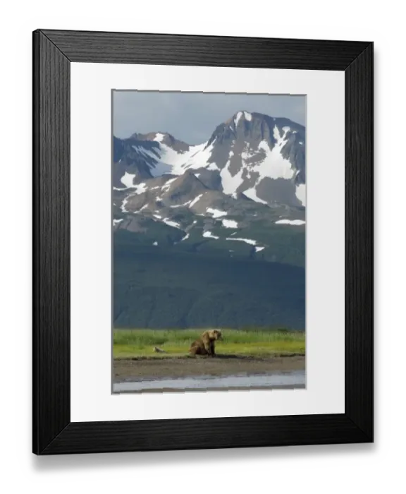 Framed Print : Alaskan Brown Bear Sow and Cubs, Ursus Middendorffi, waiting for salmon, Katmai National Park Framed Print : Alaskan Brown Bear Sow and Cubs, Ursus Middendorffi, waiting for salmon, Katmai National Park