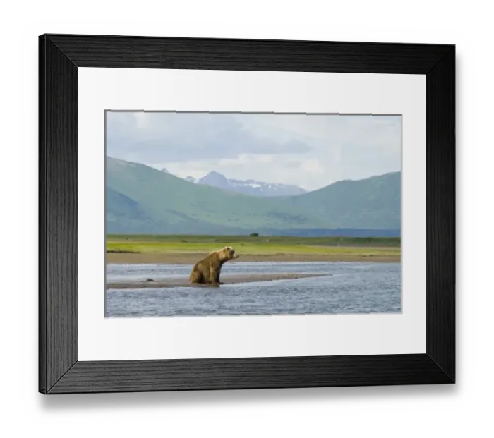 Framed Print : Alaskan Brown Bear fishing for Salmon, Ursus middendorffi, Katmai National Park, Alaska Framed Print : Alaskan Brown Bear fishing for Salmon, Ursus middendorffi, Katmai National Park, Alaska