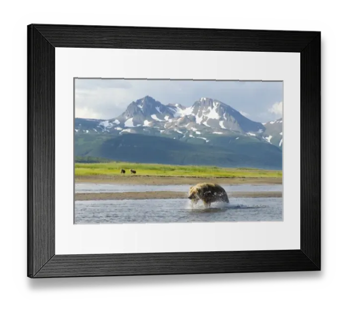 Framed Print : Alaskan Brown Bear sow and cubs, Ursus middendorffi, fishing for salmon along river Framed Print : Alaskan Brown Bear sow and cubs, Ursus middendorffi, fishing for salmon along river