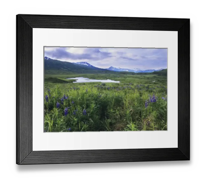 Framed Print : A field of Lupines next to river, Kodiak National Wildlife Refuge, Kodiak Island, Alaska Framed Print : A field of Lupines next to river, Kodiak National Wildlife Refuge, Kodiak Island, Alaska