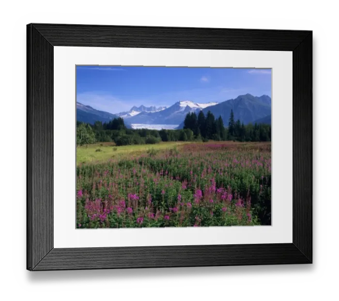 Framed Print : Fireweed in Meadow, Mendenhall Glacier, Tongass National Forest, near Juneau, Alaska Framed Print : Fireweed in Meadow, Mendenhall Glacier, Tongass National Forest, near Juneau, Alaska
