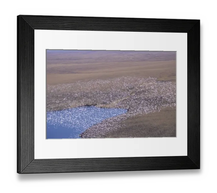 Framed Print : Snow Geese flying in formation over the Arctic National Wildlife Refuge, Alaska Framed Print : Snow Geese flying in formation over the Arctic National Wildlife Refuge, Alaska