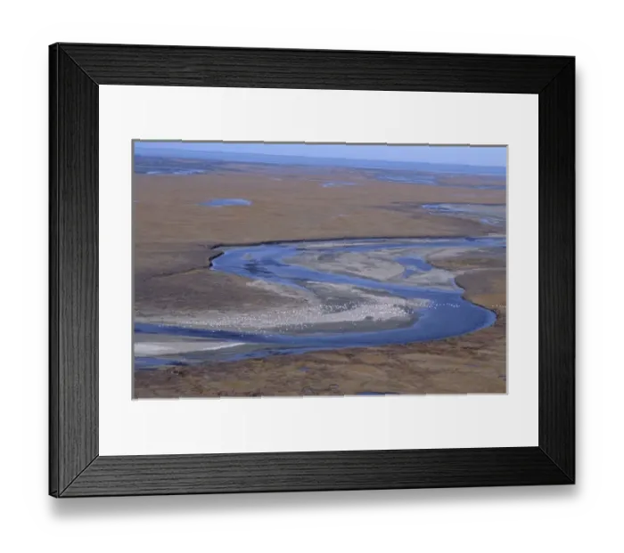 Framed Print : Snow geese flying in formation over the Arctic National Wildlife Refuge, AK Framed Print : Snow geese flying in formation over the Arctic National Wildlife Refuge, AK