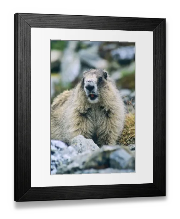 Framed Print : USA, North America, Alaska Framed Print : USA, North America, Alaska