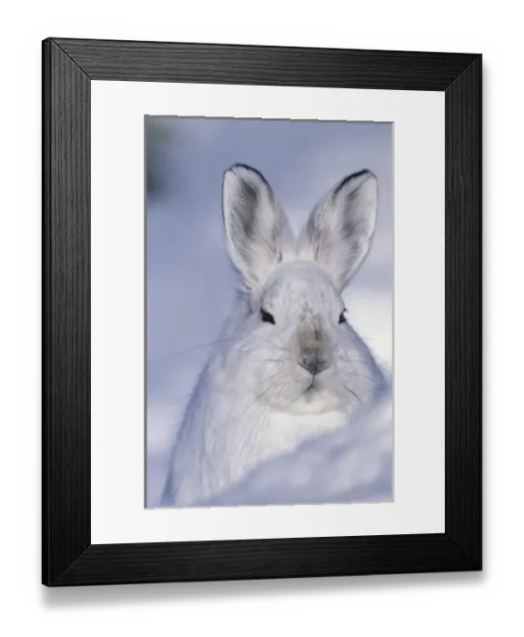Framed Print : USA, Alaska, ANWR. Snowshoe hare in its winter white camouflage fur Framed Print : USA, Alaska, ANWR. Snowshoe hare in its winter white camouflage fur