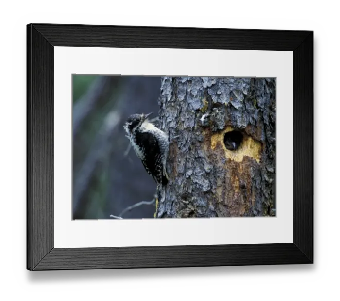 Framed Print : USA, Alaska, Katmai National Park. Female Three-Toed Woodpecker approaching nest in spruce tree Framed Print : USA, Alaska, Katmai National Park. Female Three-Toed Woodpecker approaching nest in spruce tree