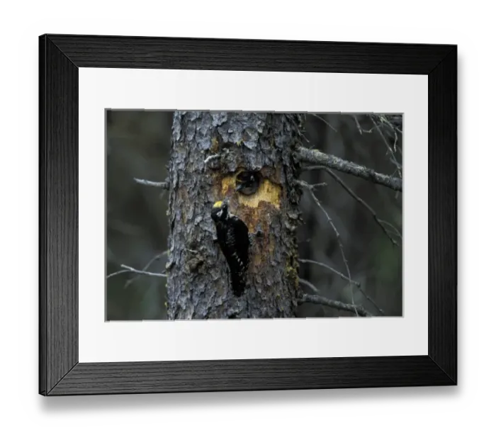 Framed Print : North America, USA, Alaska, Katmai National Park. Female Three-Toed Woodepecker approaching