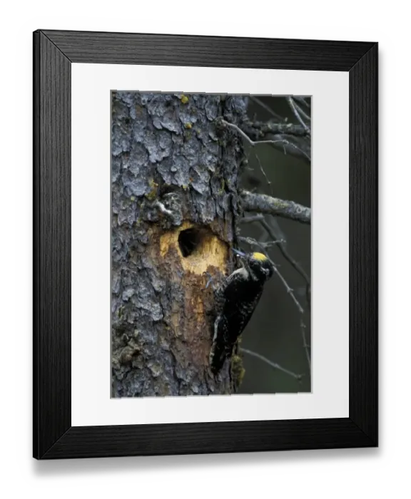 Framed Print : USA, Alaska, Katmai National Park. Female Three-Toed Woodpecker approaching nest in spruce tree Framed Print : USA, Alaska, Katmai National Park. Female Three-Toed Woodpecker approaching nest in spruce tree