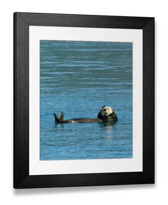 Framed Print : Sea otter floating along in the cold waters of Aialik Bay Kenai Fjords National Park Alaska Framed Print : Sea otter floating along in the cold waters of Aialik Bay Kenai Fjords National Park Alaska